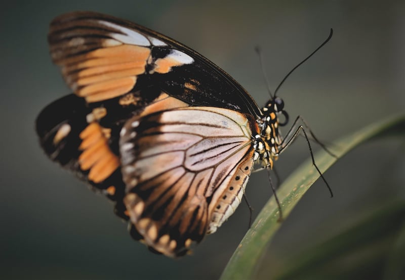 Whimsical Butterflies